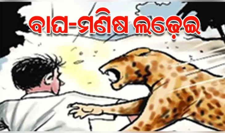 ମଣିଷ ସହ ଲଢ଼େଇରେ କଲରାପତରିଆ ବାଘର ମୃତ୍ୟୁ, ଯୁବକ ଗୁରୁତର