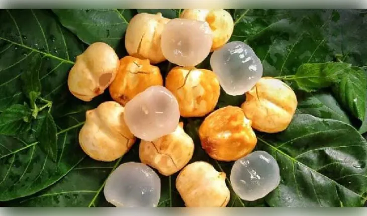 ଗ୍ରୀଷ୍ମ ପ୍ରବାହରୁ ରକ୍ଷା ପାଇବା ପାଇଁ 'ତାଳସଜ' ଏକ ସଞ୍ଜୀବନୀ: ଜାଣନ୍ତୁ ଏହି ସୁପରଫ୍ରୁଟ୍‌ର ଆଶ୍ଚର୍ଯ୍ୟଜନକ ଫାଇଦା