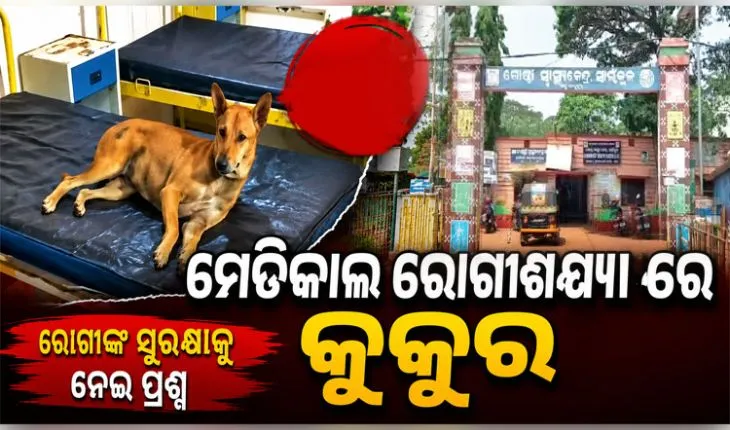 ସାଇଁକୁଳ ମେଡିକାଲ ରୋଗୀଶଯ୍ୟାରେ ଶୋଇଛି କୁକୁର, ସୁରକ୍ଷା କର୍ମୀଙ୍କ କାର୍ଯ୍ୟ ଉପରେ ଉଠିଲା ପ୍ରଶ୍ନ