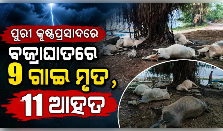 ପୁରୀ କୃଷ୍ଣପ୍ରସାଦରେ ଅଭାବନୀୟ ଘଟଣା: ବଜ୍ରାଘାତରେ ୯ ଗାଈ ମୃତ, ୧୧ ଆହତ
