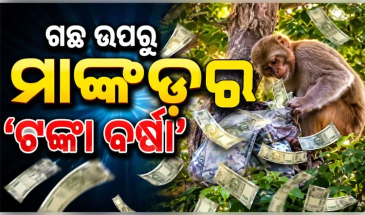 ଗଛ ଉପରୁ ‘ଟଙ୍କା ବର୍ଷା’ କଲା ମାଙ୍କଡ଼, ନୋଟ୍‌ ଗୋଟାଇବାକୁ ଲୋକଙ୍କ ଭିଡ଼