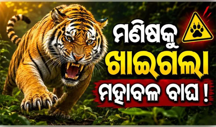 ମୟୂରଭଞ୍ଜ ଜଙ୍ଗଲରେ ବାଘ ଆତଙ୍କ ! ମଣିଷ ମାରି ଖାଇଲା ମହାବଳ, ଜଙ୍ଗଲରେ ପଡିଛି ବ୍ୟକ୍ତିଙ୍କ କ୍ଷତାକ୍ତ ଗୋଡ଼