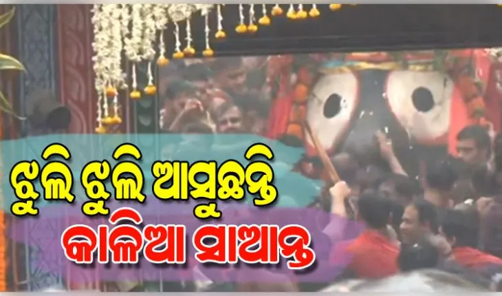 ଝୁଲି ଝୁଲି ବଡ଼ଦାଣ୍ଡକୁ ଆସୁଛନ୍ତି ମହାବାହୁ; ନନ୍ଦିଘୋଷ ରଥରେ ବସି ମାଉସୀ ଘରକୁ ଯିବେ କାଳିଆ ସାଆନ୍ତ 