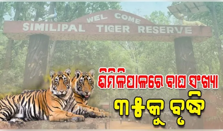 ଶିମିଳିପାଳରେ ବଢ଼ିଲା ବାଘ ସଂଖ୍ୟା, ଯମୁନା ଓ ଜିନତକୁ ମିଶାଇ ମୋଟ୍ ୩୫ ବାଘ