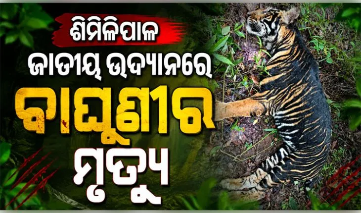 ଶିମିଳିପାଳ ଜାତୀୟ ଉଦ୍ୟାନରେ କଳା ବାଘୁଣୀ ମୃତଦେହ ଉଦ୍ଧାର, ମୃତ୍ୟୁର କାରଣ ଅସ୍ପଷ୍ଟ