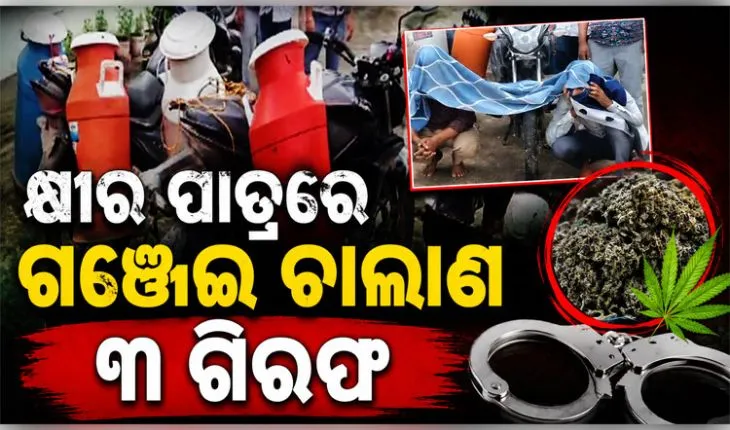 ଗଞ୍ଜେଇ ଚାଲାଣର ଅଭିନବ ପ୍ରୟାସ: କ୍ଷୀର ପାତ୍ରରେ ଚାଲାଣ ବେଳେ ୩ ଗିରଫ, ୪୪ କେଜି ଜବତ 