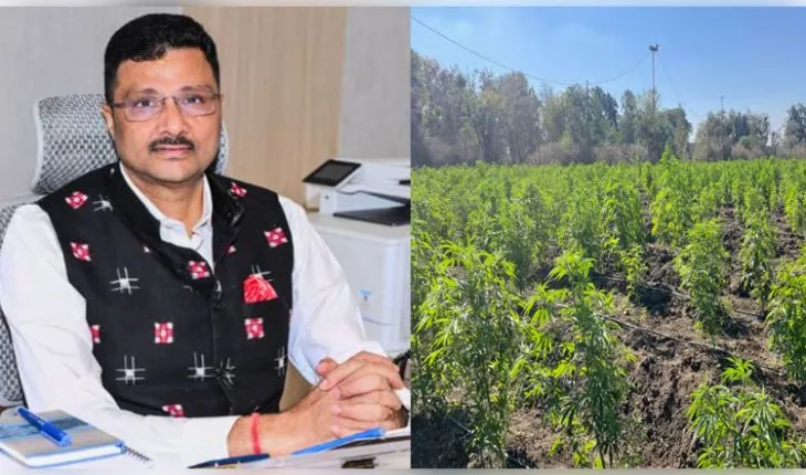 ସରକାରୀ ଜମିରେ ଗଞ୍ଜେଇ ଚାଷ ହେଲେ କଡା କାର୍ଯ୍ୟାନୁଷ୍ଠାନ, ୬ଟି ଜିଲ୍ଲାର ଜିଲ୍ଲାପାଳଙ୍କୁ ଚିଠି ଲେଖିଲେ ରାଜସ୍ୱ ସଚିବ 
