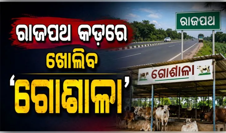 ରାଜପଥରେ ବୁଲାଗୋରୁଙ୍କ ଯୋଗୁଁ ହେଉଥିବା ଦୁର୍ଘଟଣା ରୋକିବାକୁ ନୂଆ ପଦକ୍ଷେପ: ଜାତୀୟ ରାଜପଥ କଡ଼ରେ ଖୋଲିବ 'ଗୋଶାଳା'