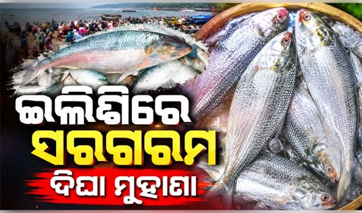 ମତ୍ସ୍ୟଜୀବୀଙ୍କ ଜାଲରେ ପଡିଲା ଟନ୍ ଟନ୍ ଇଲିଶି, ୩୦ ଟନ୍‌ରୁ ଅଧିକ ମାଛ ଧରି ଦିଘା ମୁହାଣରେ ଲାଗିଲା ଟ୍ରଲର 