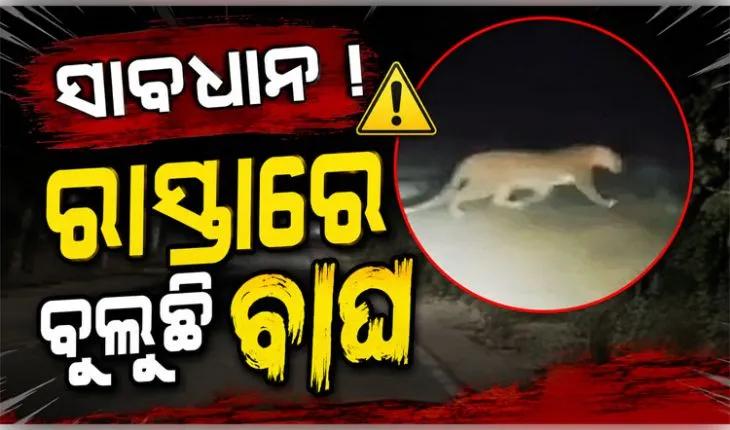 ସୁନାବେଡ଼ା ଅଭୟାରଣ୍ୟରେ ଦୁଇଟି କଲରାପତରିଆ ବାଘ ଠାବ, ଭୟଭୀତ ସ୍ଥାନୀୟ ଲୋକ 