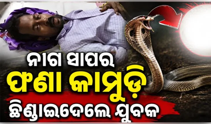 ଅନ୍ଧବିଶ୍ୱାସର କରୁଣ ଚିତ୍ର: ଗୁଣିଆ କଥାରେ ପଡ଼ି ଜୀବନ୍ତ ନାଗ ସାପକୁ କାମୁଡ଼ି ମାରିଦେଲା ଯୁବକ