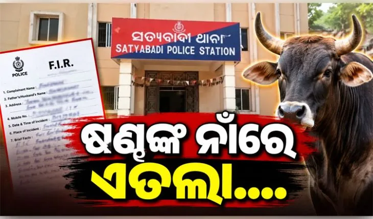ବୁଲା ଷଣ୍ଢଙ୍କ ଉପଦ୍ରବରେ ଅତିଷ୍ଠ ଶହଶହ ଚାଷୀ, ଶେଷରେ ଥାନାର ଦ୍ୱାରସ୍ଥ ହୋଇ ଦେଲେ ଏତଲା