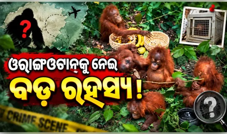 ବାଲେଶ୍ୱରରେ ୫ ଓରାଙ୍ଗଓଟାନ ଛୁଆ ଉଦ୍ଧାର ଘଟଣା: ହଜାର ହଜାର କିଲୋମିଟର ଦୂରରୁ କିପରି ଆସିଲେ ଏହି ବିରଳ ବନ୍ୟଜନ୍ତୁ?