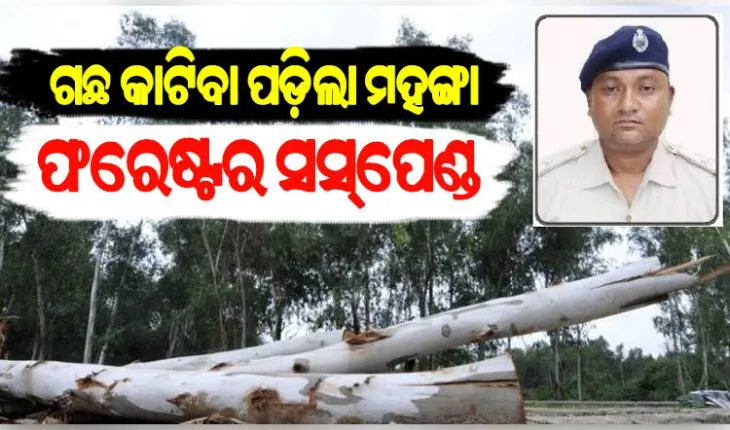 ମନଇଛା ଗଛ କାଟିବା ଅଭିଯୋଗରେ ଡାବୁଗାଁ ରେଞ୍ଜ ମୈଦଲପୁର ସେକ୍ସନ ଫରେଷ୍ଟର ନିଲମ୍ବିତ