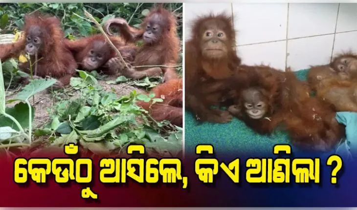 ଓରାଙ୍ଗଉଟାନ ଚାଲାଣକାରୀଙ୍କ ବିରୋଧରେ କଡ଼ା କାର୍ଯ୍ୟାନୁଷ୍ଠାନ ଗ୍ରହଣ କରାଯିବ: ଜଙ୍ଗଲ ମନ୍ତ୍ରୀ