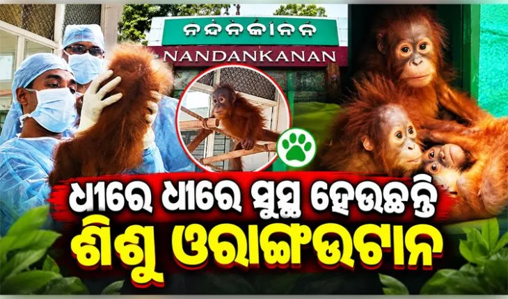 ବାଲେଶ୍ୱରରୁ ଉଦ୍ଧାର ୫ ଓରାଙ୍ଗଓଟାନ ଛୁଆଙ୍କ ସ୍ୱାସ୍ଥ୍ୟବସ୍ଥାରେ ସୁଧାର, ନନ୍ଦନକାନନରେ ଚାଲିଛି ଚିକିତ୍ସା