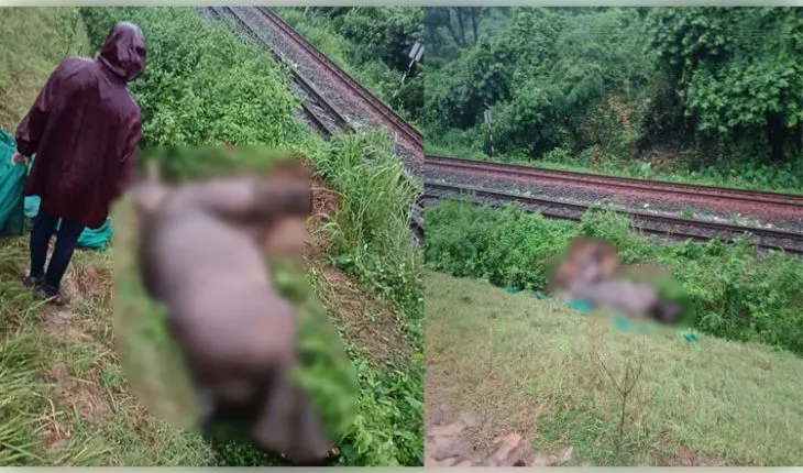ଟ୍ରେନ ଧକ୍କାରେ ଦନ୍ତା ହାତୀର ମୃତ୍ୟୁ, ବନ ବିଭାଗର ତଦନ୍ତ ଆରମ୍ଭ