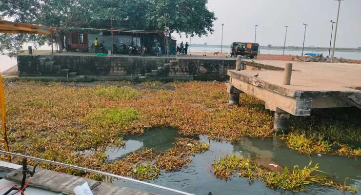 ଚିଲିକାରେ ଜାଲବାଡ଼ ଯୋଗୁଁ ଲଞ୍ଚ ଚଳାଚଳ ବାଧାପ୍ରାପ୍ତ