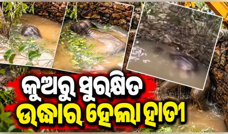 ପରିତ୍ୟକ୍ତ କୂଅରେ ଖସିପଡିଥିଲା ହାତୀ, ସୁରକ୍ଷିତ ଉଦ୍ଧାର କଲେ ବନବିଭାଗ କର୍ମଚାରୀ