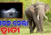 ଢେଙ୍କାନାଳରେ ଅଭାବନୀୟ ଘଟଣା: ଘରୁ ଟାଣି ନେଇ ବୃଦ୍ଧଙ୍କୁ କଚାଡ଼ି ମାରିଲା ହାତୀ
