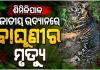 ଶିମିଳିପାଳ ଜାତୀୟ ଉଦ୍ୟାନରେ କଳା ବାଘୁଣୀ ମୃତଦେହ ଉଦ୍ଧାର, ମୃତ୍ୟୁର କାରଣ ଅସ୍ପଷ୍ଟ