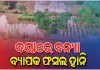 ଦୟାନଦୀର ବନ୍ୟାପାଣିରେ ଜଳମଗ୍ନ ଚାଷଜମି, ବ୍ୟାପକ ଫସଲ ହାନି ପରେ ଚିନ୍ତାରେ ଚାଷୀକୂଳ