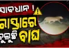 ସୁନାବେଡ଼ା ଅଭୟାରଣ୍ୟରେ ଦୁଇଟି କଲରାପତରିଆ ବାଘ ଠାବ, ଭୟଭୀତ ସ୍ଥାନୀୟ ଲୋକ 