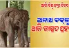 ଆଜି ବିଶ୍ବ ହସ୍ତୀ ଦିବସ: ଅନାଥ ବବ୍‌ଲୁ ଏବେ ଶିମିଳିପାଳର ଜାଗ୍ରତ ପ୍ରହରୀ