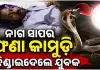 ଅନ୍ଧବିଶ୍ୱାସର କରୁଣ ଚିତ୍ର: ଗୁଣିଆ କଥାରେ ପଡ଼ି ଜୀବନ୍ତ ନାଗ ସାପକୁ କାମୁଡ଼ି ମାରିଦେଲା ଯୁବକ