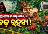 ବାଲେଶ୍ୱରରେ ୫ ଓରାଙ୍ଗଓଟାନ ଛୁଆ ଉଦ୍ଧାର ଘଟଣା: ହଜାର ହଜାର କିଲୋମିଟର ଦୂରରୁ କିପରି ଆସିଲେ ଏହି ବିରଳ ବନ୍ୟଜନ୍ତୁ?