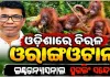 ବାଲେଶ୍ୱରରୁ ଓରାଙ୍ଗଉଟାନ୍‌ ଉଦ୍ଧାର ଘଟଣା: ଅନ୍ତର୍ଜାତୀୟ ଚୋରାଚାଲାଣ ଲିଙ୍କ୍ ଆଶଙ୍କା କଲେ ଜଙ୍ଗଲ ମନ୍ତ୍ରୀ