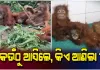 ଓରାଙ୍ଗଉଟାନ ଚାଲାଣକାରୀଙ୍କ ବିରୋଧରେ କଡ଼ା କାର୍ଯ୍ୟାନୁଷ୍ଠାନ ଗ୍ରହଣ କରାଯିବ: ଜଙ୍ଗଲ ମନ୍ତ୍ରୀ