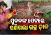 ଚଳନ୍ତା ବାଇକ୍ ଉପରେ ପଡ଼ିଲା ଗଛ ଡାଳ, ଯୁବକଙ୍କ ପେଟରେ ପଶିଲା ଶୁଖିଲା କାଠ