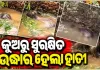 ପରିତ୍ୟକ୍ତ କୂଅରେ ଖସିପଡିଥିଲା ହାତୀ, ସୁରକ୍ଷିତ ଉଦ୍ଧାର କଲେ ବନବିଭାଗ କର୍ମଚାରୀ