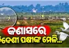କଣାସରେ ହଜାର ହଜାର ବିଦେଶୀ ପକ୍ଷୀଙ୍କ ଆଗମନ: ବେଆଇନ ଶିକାର ନେଇ ପରିବେଶବିତ୍‌ଙ୍କ ଉଦ୍‌ବେଗ