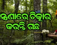 ଯନ୍ତ୍ରଣାରେ ଚିତ୍କାର କରନ୍ତି ଗଛ