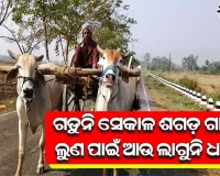 ଗଡୁନି ସେକାଳ ଶଗଡ଼ ଗାଡ଼ି ଲୁଣ ପାଇଁ ଆଉ ଲାଗୁନି ଧାଡ଼ି
