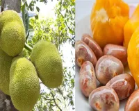 ଆପଣ ଜାଣନ୍ତି କି…  ମଧୁମେହ ରୋଗୀଙ୍କ ପାଇଁ ସଂଜୀବନୀ ଭଳି କାମ ଦେବ ପଣସ ମଞ୍ଜିରୁ ତିଆରି ଅଟା