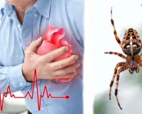 ବୁଢ଼ିଆଣୀ ବିଷରୁ ହେବ ହୃଦ୍‌ଘାତ ଚିକିତ୍ସା
