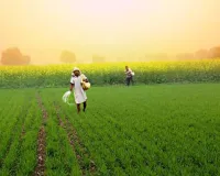 ଦ୍ୱନ୍ଦ୍ୱ ବଢ଼ାଇଲା କେନ୍ଦ୍ରମନ୍ତ୍ରୀଙ୍କ ଉତ୍ତର: ରାଜ୍ୟରେ ବାସ୍ତବ ଚାଷୀ କେତେ ?