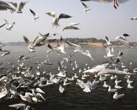 ଭିତରକନିକା ଜାତୀୟ ଉଦ୍ୟାନରେ ତିନି ଦିନିଆ ପକ୍ଷୀ ଗଣନା ଆରମ୍ଭ