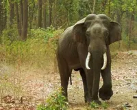 ଢେଙ୍କାନାଳରେ ମାଈ ହାତୀର ମୃତଦେହ ଠାବ: ବିଦ୍ୟୁତ୍ ଆଘାତରେ ମୃତ୍ୟୁ ସନ୍ଦେହ