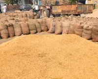 ଧାନ ସଂଗ୍ରହ ପ୍ରକ୍ରିୟାକୁ ନେଇ ମାନସଙ୍କ ଉଦ୍‌ବେଗ: ଏଗ୍ରିଷ୍ଟାକକୁ ନେଇ ଏପର୍ଯ୍ୟନ୍ତ ଆସିନାହିଁ ସ୍ପଷ୍ଟତା