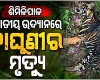 ଶିମିଳିପାଳ ଜାତୀୟ ଉଦ୍ୟାନରେ କଳା ବାଘୁଣୀ ମୃତଦେହ ଉଦ୍ଧାର, ମୃତ୍ୟୁର କାରଣ ଅସ୍ପଷ୍ଟ
