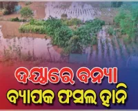 ଦୟାନଦୀର ବନ୍ୟାପାଣିରେ ଜଳମଗ୍ନ ଚାଷଜମି, ବ୍ୟାପକ ଫସଲ ହାନି ପରେ ଚିନ୍ତାରେ ଚାଷୀକୂଳ