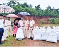କାଲିମେଳା ପୋଲିସକୁ ବଡ଼ ସଫଳତା: ଚଢ଼ାଉବେଳେ ଜଙ୍ଗଲରୁ କୋଟିଏ ଟଙ୍କାର ଗଞ୍ଜେଇ ଜବତ