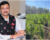 ସରକାରୀ ଜମିରେ ଗଞ୍ଜେଇ ଚାଷ ହେଲେ କଡା କାର୍ଯ୍ୟାନୁଷ୍ଠାନ, ୬ଟି ଜିଲ୍ଲାର ଜିଲ୍ଲାପାଳଙ୍କୁ ଚିଠି ଲେଖିଲେ ରାଜସ୍ୱ ସଚିବ 