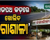 ରାଜପଥରେ ବୁଲାଗୋରୁଙ୍କ ଯୋଗୁଁ ହେଉଥିବା ଦୁର୍ଘଟଣା ରୋକିବାକୁ ନୂଆ ପଦକ୍ଷେପ: ଜାତୀୟ ରାଜପଥ କଡ଼ରେ ଖୋଲିବ 'ଗୋଶାଳା'