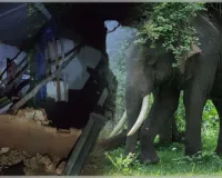 କରଞ୍ଜିଆରେ ଦନ୍ତାହାତୀ ଆତଙ୍କ: ଘର ଭାଙ୍ଗିଲା, ୫ବର୍ଷର ଶିଶୁକୁ କଚାଡି ମାରିଲା