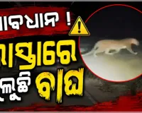 ସୁନାବେଡ଼ା ଅଭୟାରଣ୍ୟରେ ଦୁଇଟି କଲରାପତରିଆ ବାଘ ଠାବ, ଭୟଭୀତ ସ୍ଥାନୀୟ ଲୋକ 